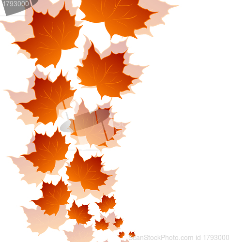 Image of Autumn maple leaves isolated on white background
