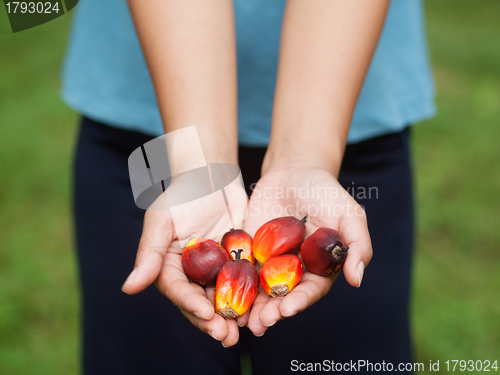Image of Oil palm fruits