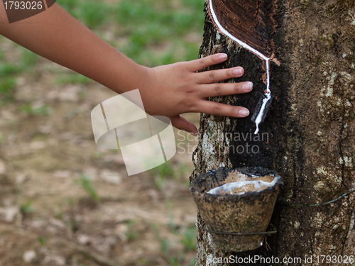 Image of Rubber tree plantation