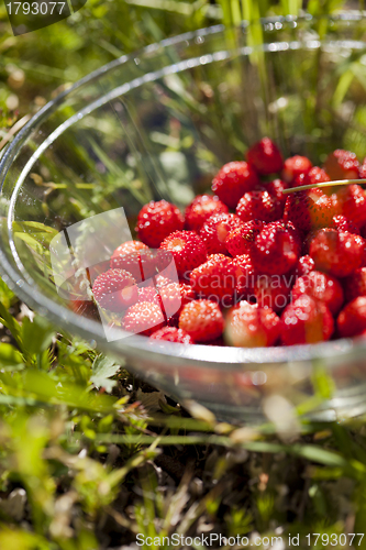 Image of Wild strawberries