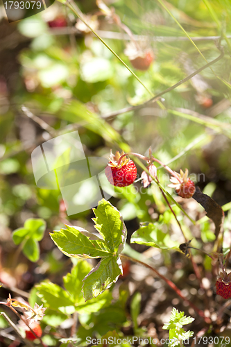 Image of Wild strawberries