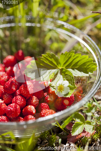 Image of Wild strawberries