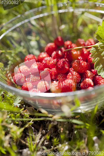 Image of Wild strawberries