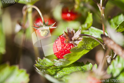 Image of Wild strawberries