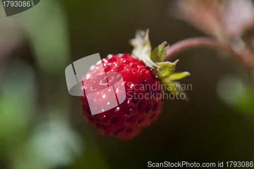 Image of Wild strawberry