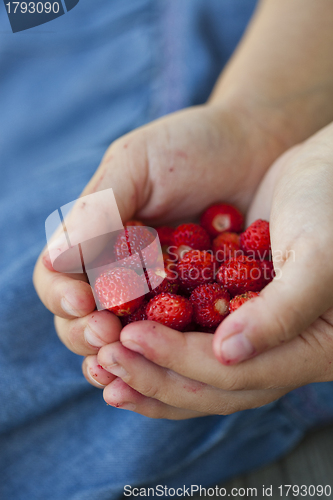 Image of Wild strawberries