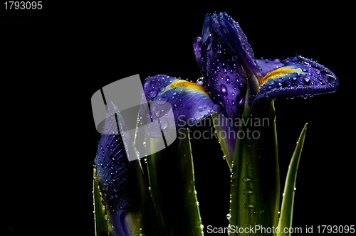 Image of violet iris