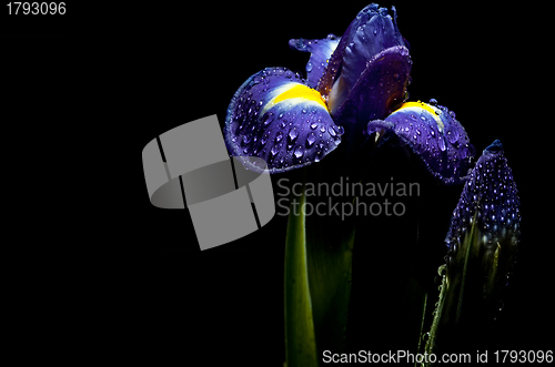 Image of luminous iris