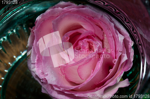 Image of fairy rose 