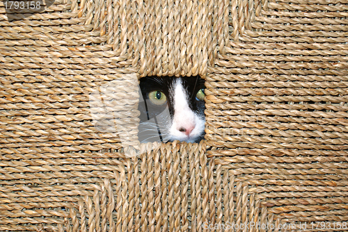 Image of Hiding Cat