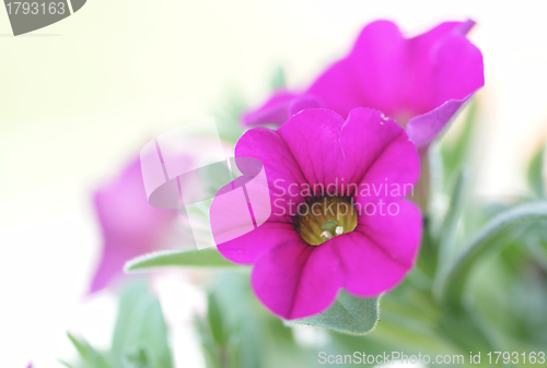 Image of Pink flowers