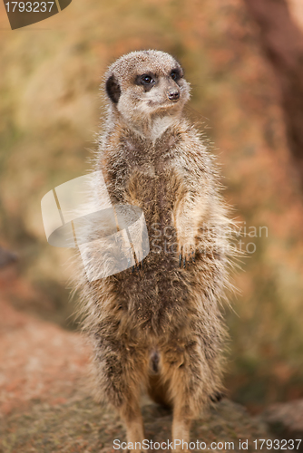 Image of Alert: concerned meerkat looking out