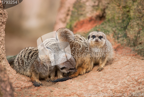 Image of Look out: watchful meerkats