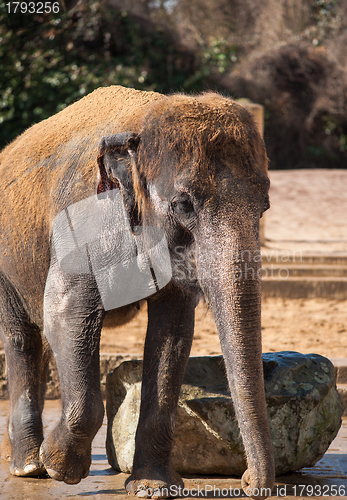 Image of Animal life in Asia: asiatic elephant