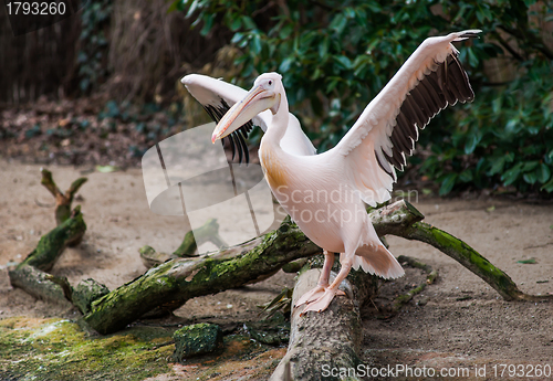 Image of Great white pelican with extended wings