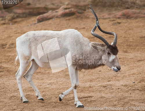 Image of Addax or Mendes antelope: animals from Africa