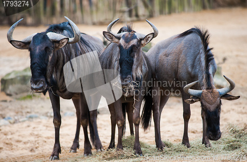 Image of Group of wildebeests: animals from Africa