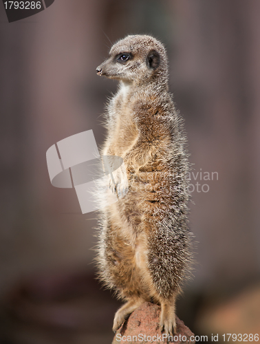Image of Animal life in Africa: watchful meercat 