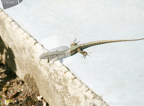 Image of Lounging lizard sunning itself on the park