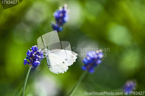 Image of Large White, on lavender