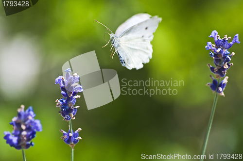 Image of Large White, on lavender