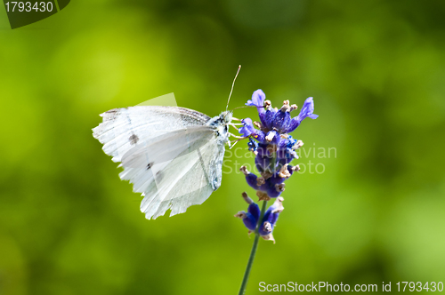 Image of Large White, on lavender