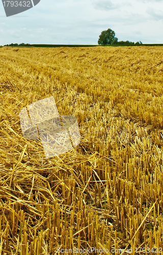 Image of stubble field with panoramic view