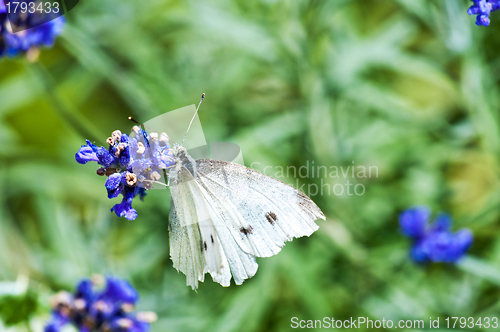 Image of Large White, on lavender