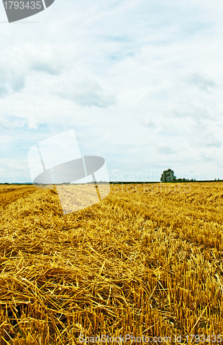 Image of stubble field with panoramic view