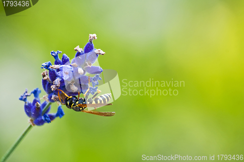 Image of flower fly on a lavendel