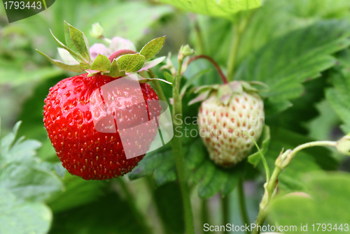 Image of Strawberry