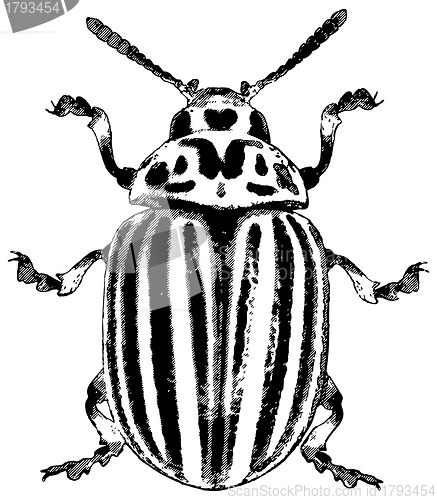Image of Colorado beetle - illustration