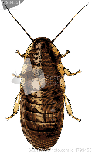 Image of Cockroach isolated on white - illustration