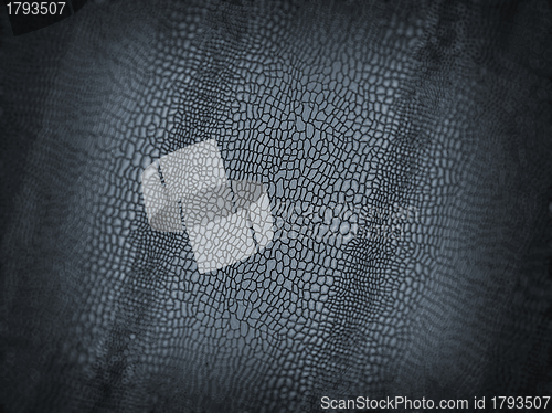 Image of Alligator skin texture or background with shallow DOF 