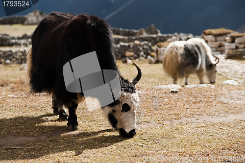 Image of livestock in Nepal: Yak in highland village in Himalayas