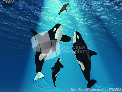Image of Killer Whales