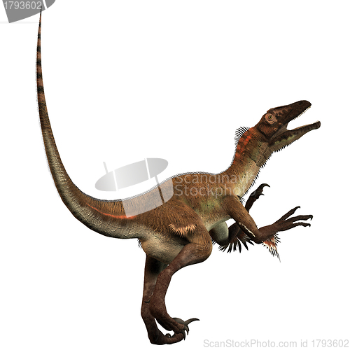 Image of Utahraptor