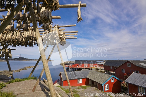 Image of Stockfish on Lofoten