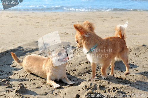 Image of chihuahuas on the beach