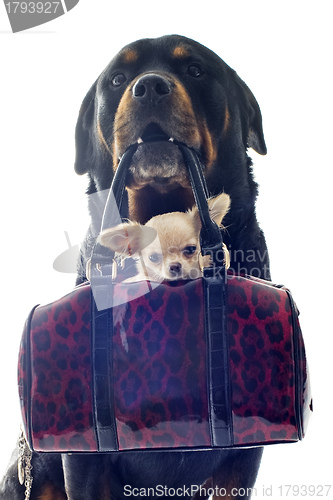 Image of rottweiler and puppy chihuahua