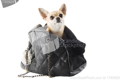 Image of travel bag and chihuahua
