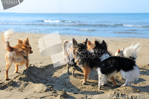 Image of chihuahuas on the beach