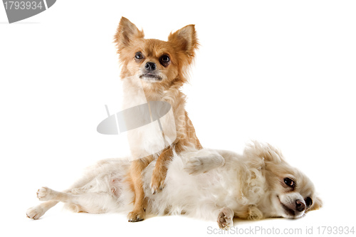 Image of couple of chihuahuas