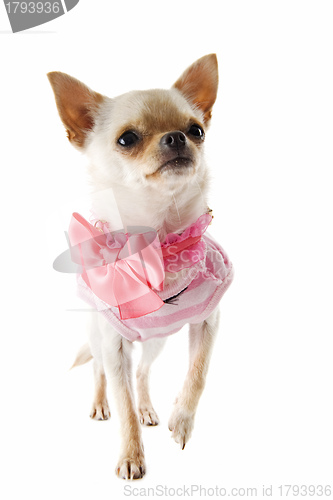 Image of puppy chihuahua