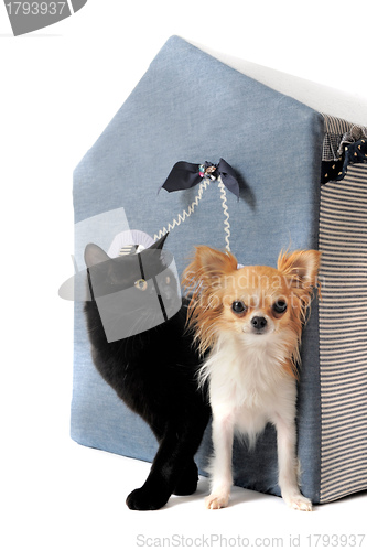 Image of cat and chihuahua