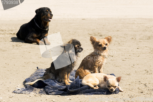 Image of chihuahuas on the beach