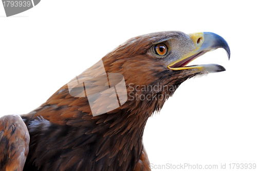 Image of Golden Eagle ,Aquila chrysaetos
