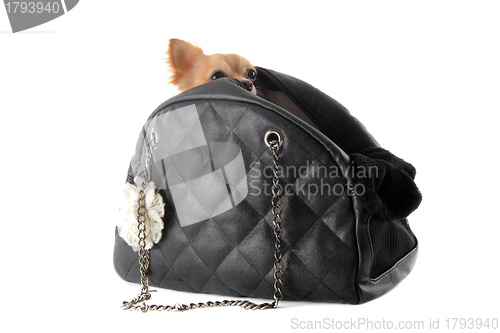 Image of travel bag and chihuahua