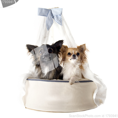 Image of chihuahuas on bed dog