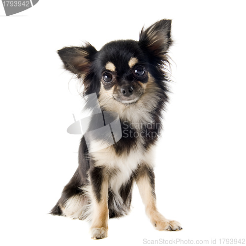 Image of chihuahua